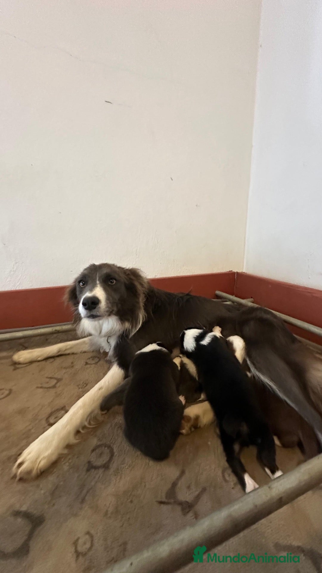 Border Collie perros Border collie - Anuncio 1