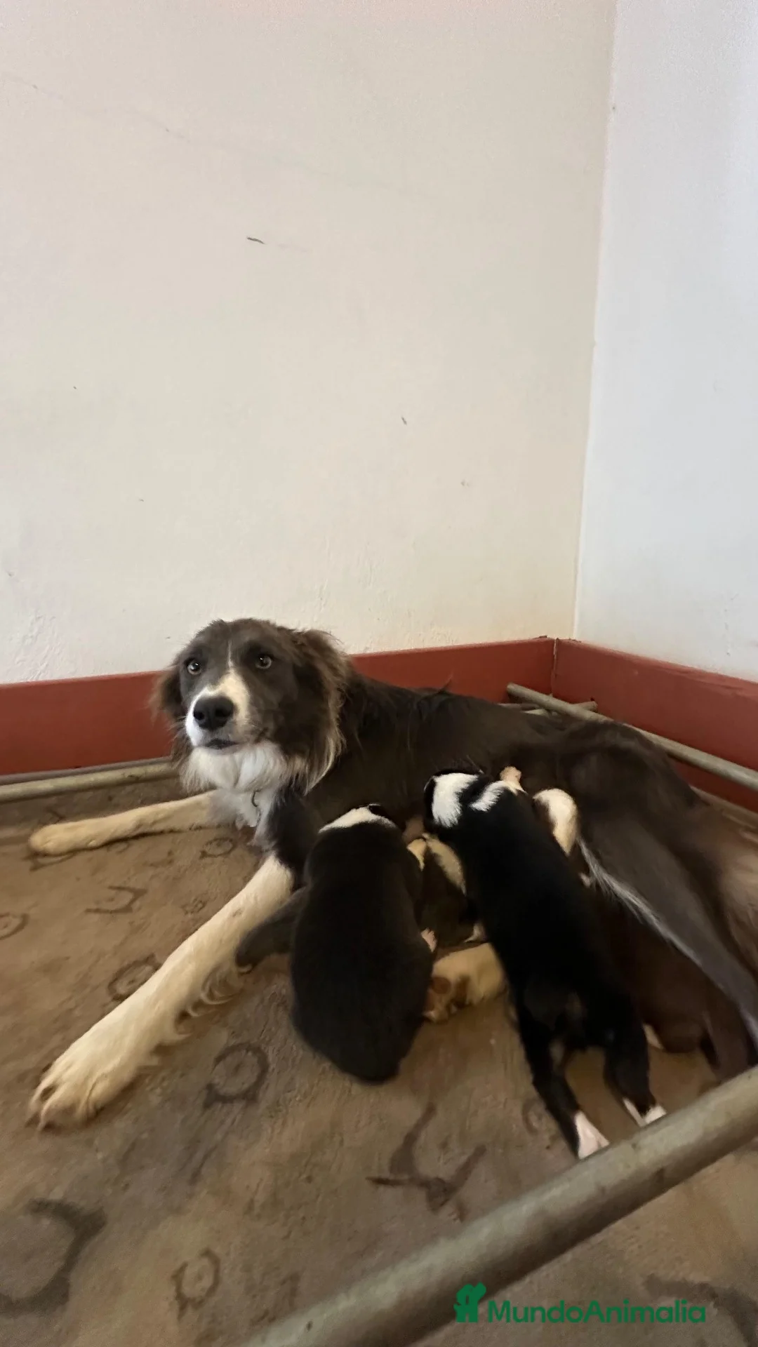 Border Collie perros en venta: Border collie - Anuncio 1