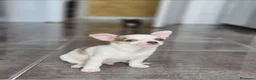Chihuahua perros en venta: Chihuahuas micro toys - Anuncio 3