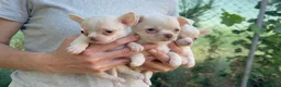 Chihuahua perros en venta: CHIHUAHUAS - Anuncio 2