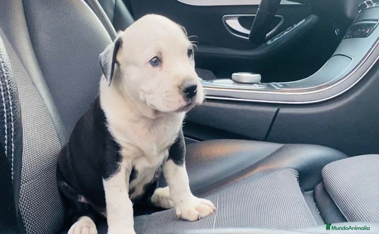 American Staffordshire-Terrier perros - Anuncio 1
