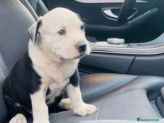 American Staffordshire-Terrier perros - Anuncio 1