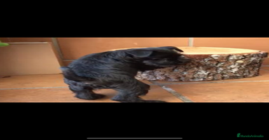 Schnauzer Miniatura perros - Anuncio 4