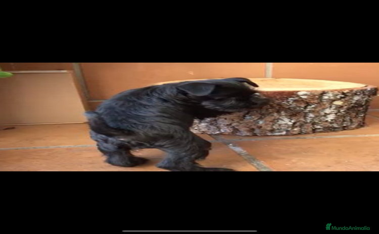 Schnauzer Miniatura perros - Anuncio 2