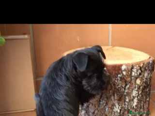 Schnauzer Miniatura perros - Anuncio 3