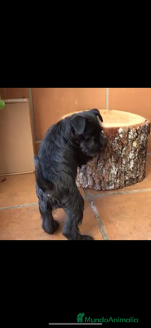 Schnauzer Miniatura perros - Anuncio 1