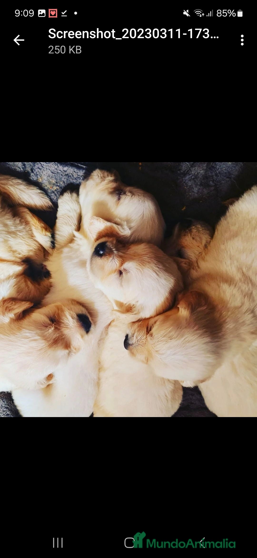 Golden Retriever perros en venta: GOLDEN RETRIEVER  - Anuncio 3
