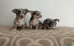 Chihuahua perros en venta: Chihuahua merle  - Imagen 3