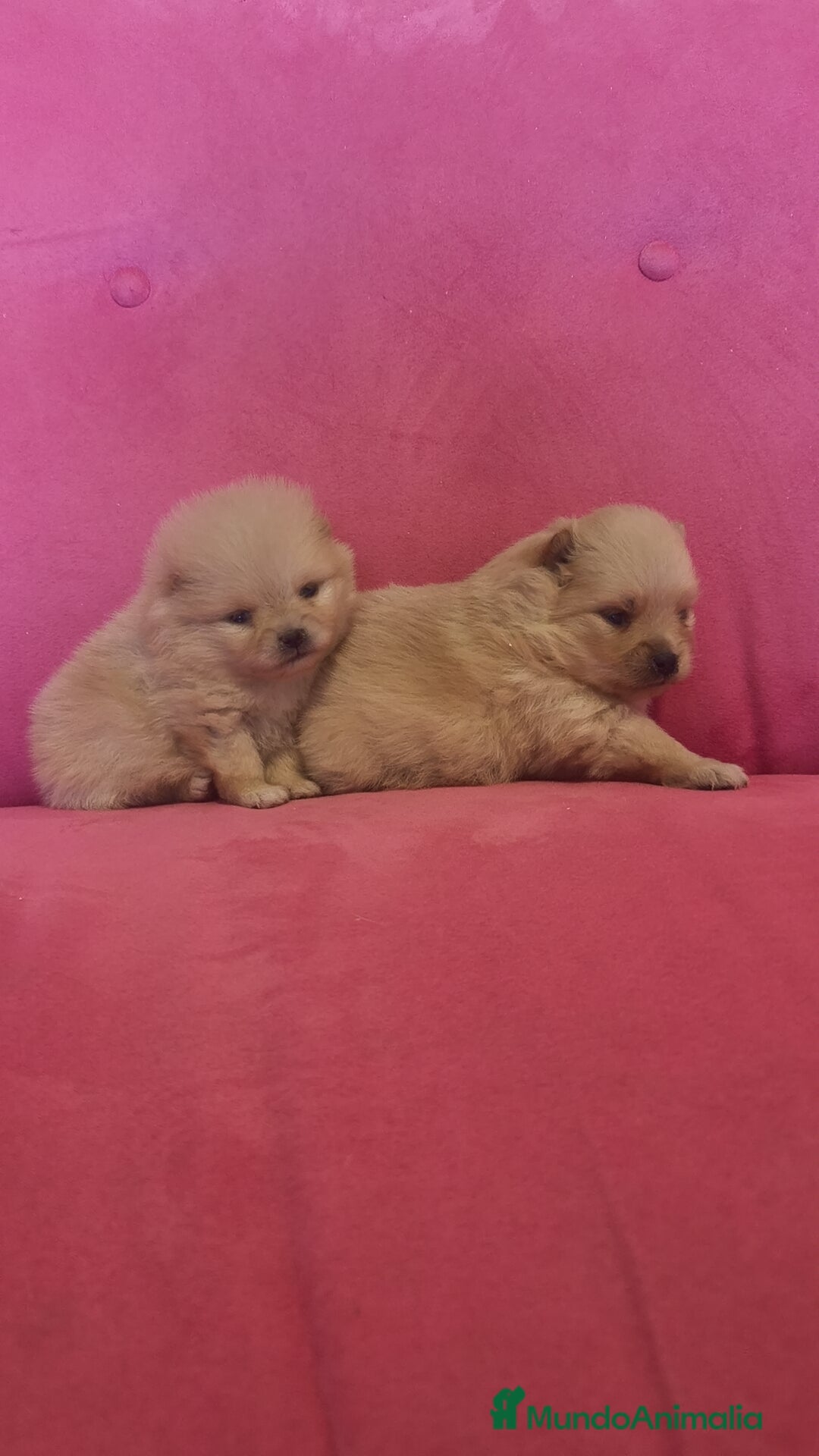Pomerania perros en venta: Lulú Pomerania hembra y macho  - Anuncio 7