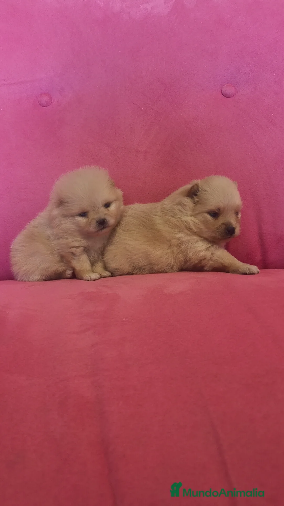 Pomerania perros en venta: Lulú Pomerania hembra y macho  - Anuncio 7