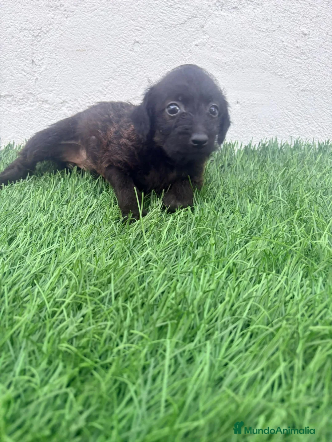 Raza Mixta perros en venta: Pootalian - Anuncio 2