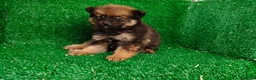 Pomerania perros en venta: Pomerania  - Anuncio 12