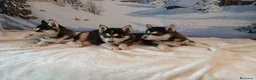 Husky Siberiano perros en venta: Husky Siberiano  - Anuncio 1
