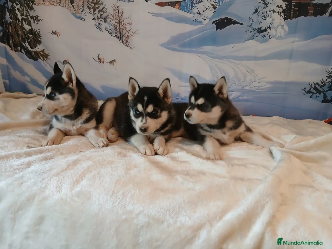 Husky Siberiano perros en venta: Husky Siberiano  - Anuncio 1