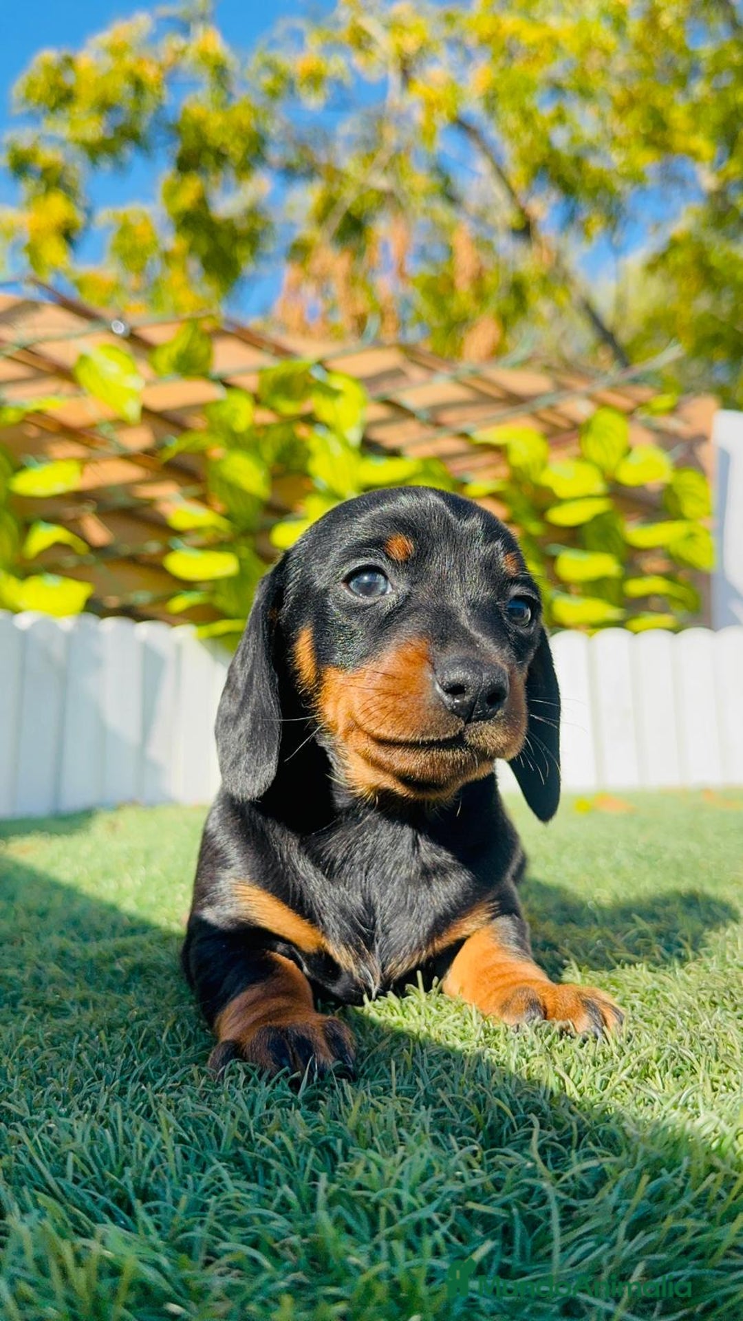 Teckel Miniatura perros en venta: TECKEL MINIATURA  - Anuncio 20