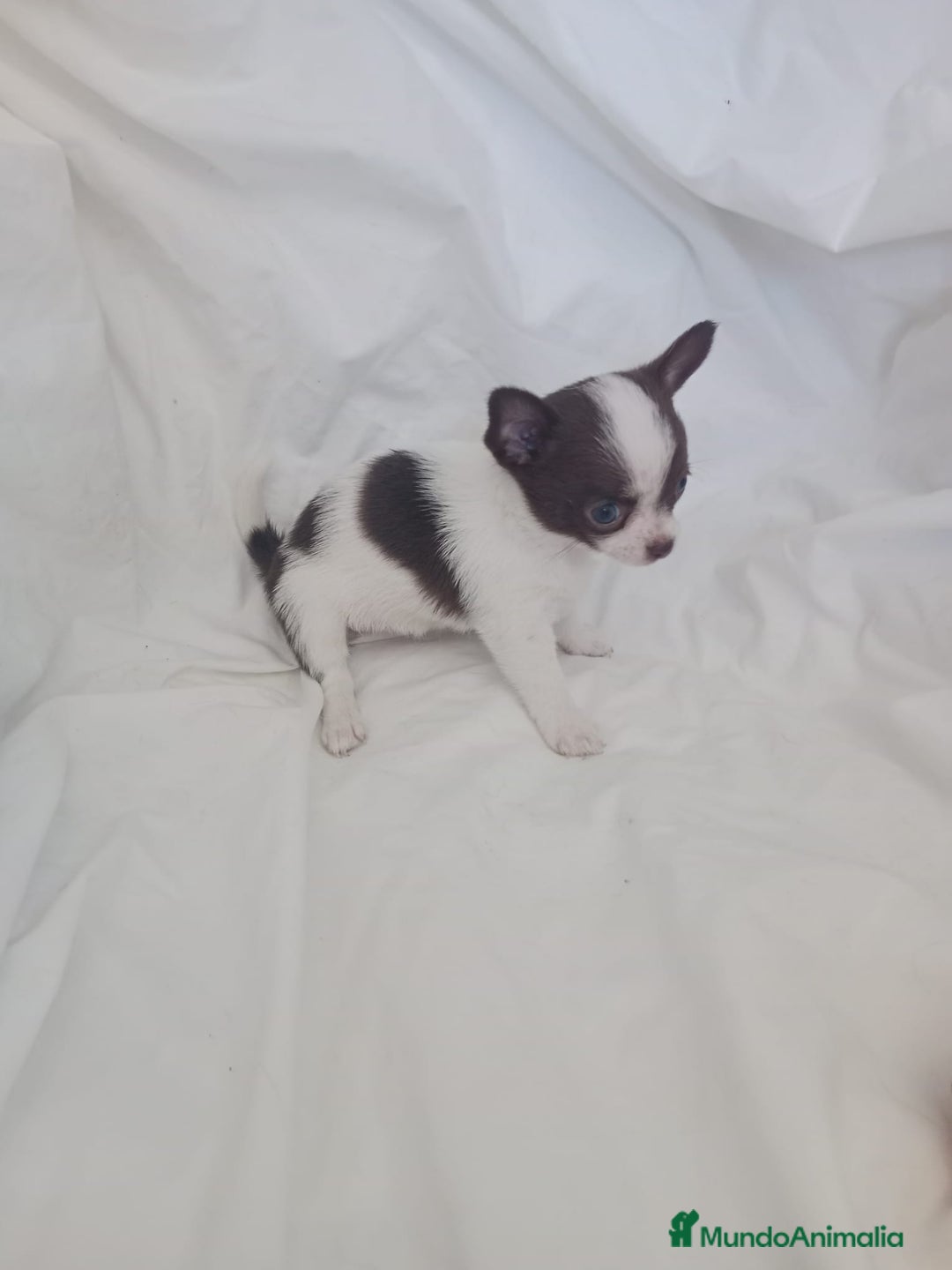 Chihuahua perros en venta: IMPRESIONANTE  CHIHUAHUA   LINEA  TOY  - Anuncio 19