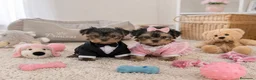 Yorkshire Terrier perros en venta: Yorkshire en Galicia  - Anuncio 1