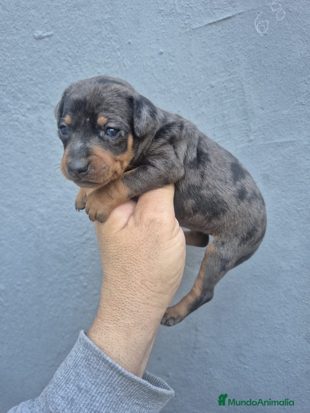 Pinscher Miniatura perros en venta: Mini-pinscher merle blue - Anuncio 3