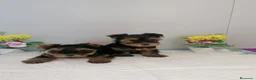 Yorkshire Terrier perros en venta: Preciosa camada de yorshire  - Anuncio 3