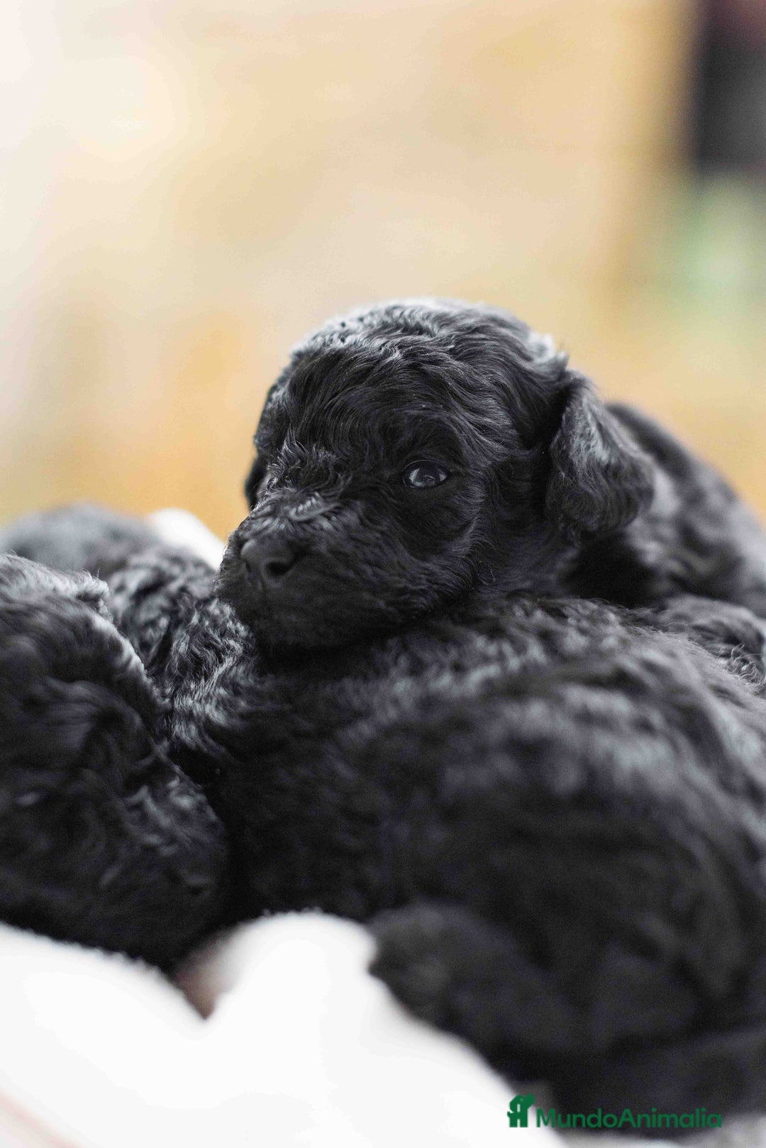 Caniche Toy perros en venta: Caniche toy negros - Anuncio 11