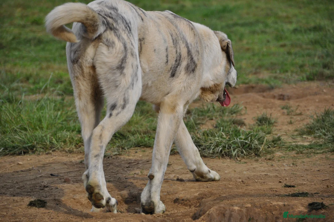 Mastín Español perros en venta: Mastín Español Tradicional Ganero - Anuncio 1