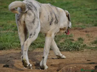 Mastín Español perros Mastín Español Tradicional Ganero - Anuncio 1