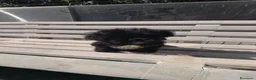 Shihpoo perros en venta: Shih po Benidorm  604370339  - Anuncio 2