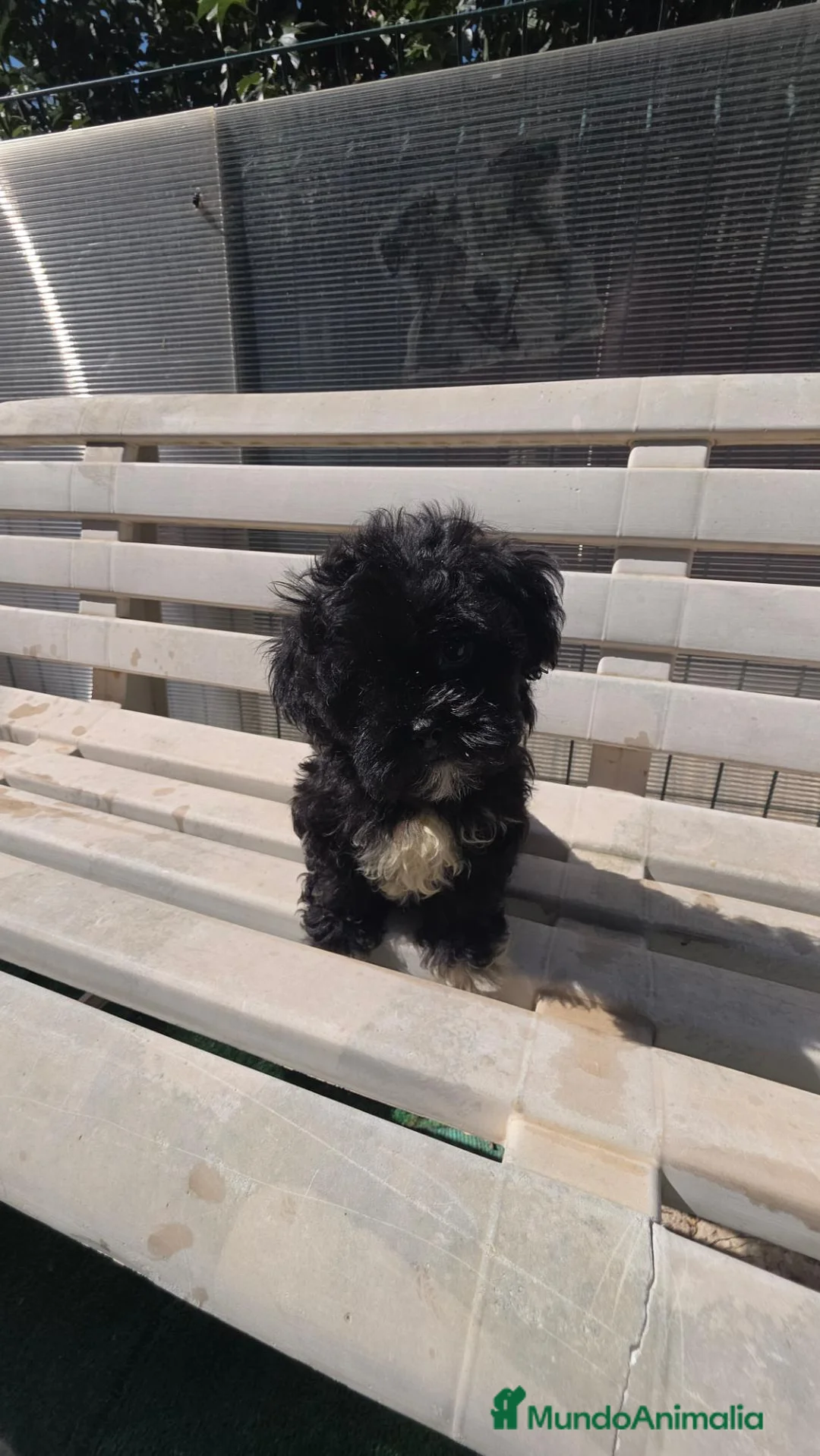 Shihpoo perros en venta: Shih po Benidorm  604370339  - Anuncio 2