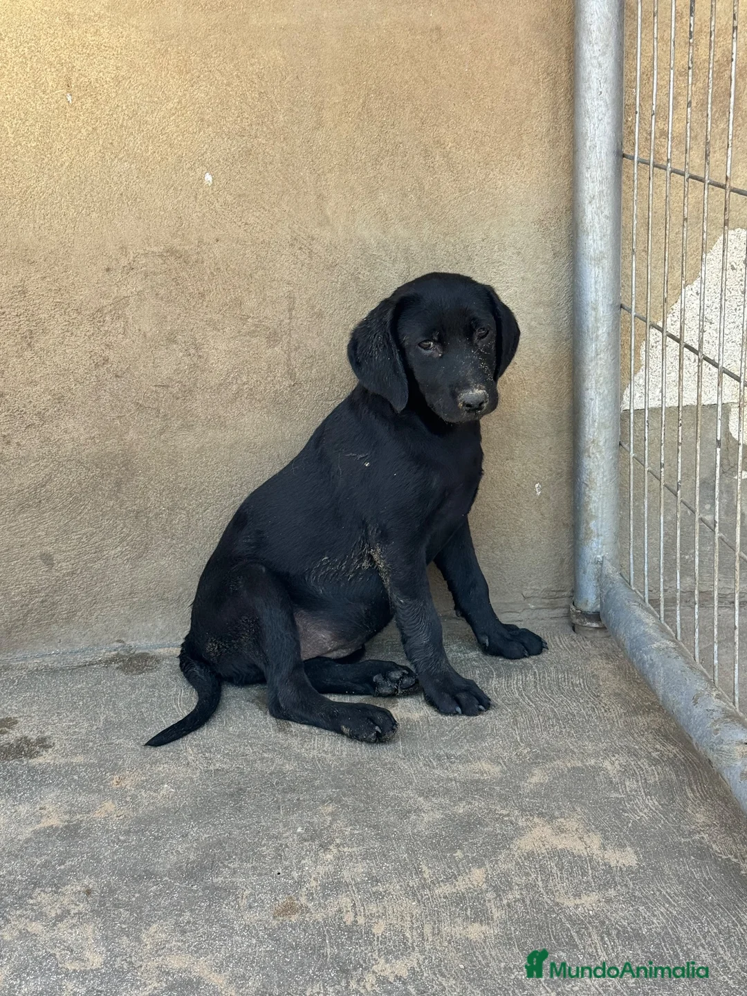 Labrador Retriever perros en venta: CACHORROS DE LABRADOR RETRIEVER  - Anuncio 4