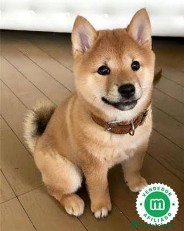 Shiba Inu perros Shiba Inu Rojo Y Negros Preciosos - Anuncio 1