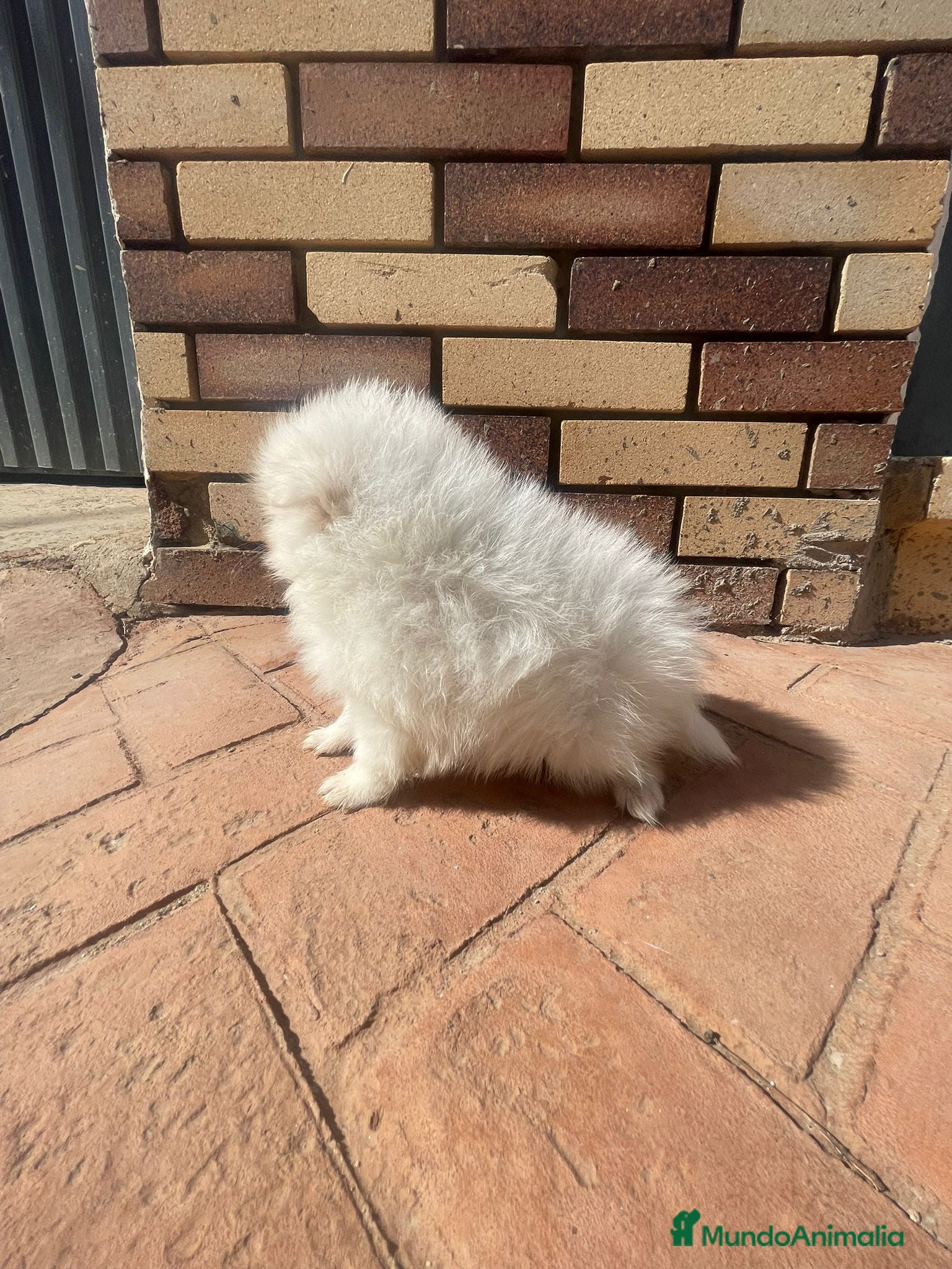 Pomerania perros Pomerania Mini Toy Blanco y Crema Calidad Top - Anuncio 30