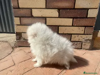 Pomerania perros Pomerania Mini Toy Blanco y Crema Calidad Top - Anuncio 30