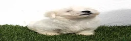Bichón Maltés perros en venta: Bichon Maltes  - Anuncio 14