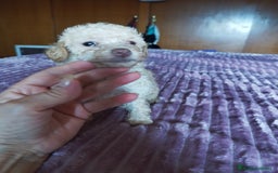 Caniche Toy perros en venta: CANICHE TOY HEMBRA OPORTUNIDAD  - Imagen 3