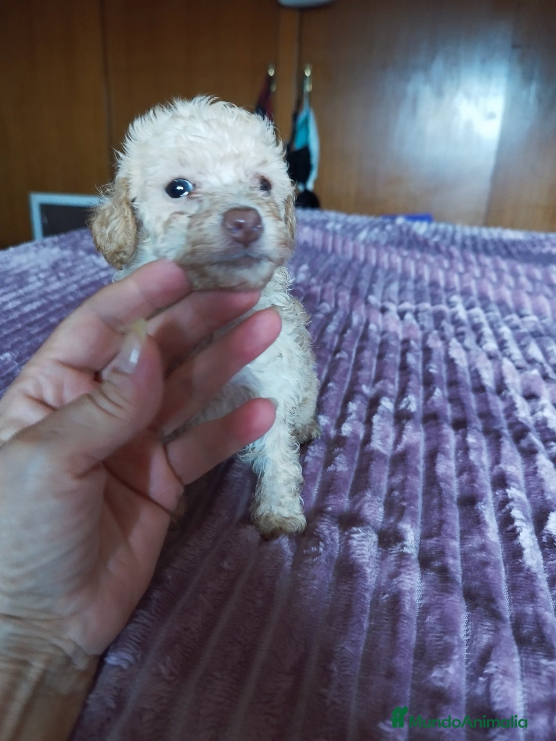 Caniche Toy perros en venta: CANICHE TOY HEMBRA OPORTUNIDAD  - Imagen 3