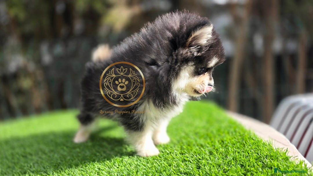 Pomsky perros en venta: Pomsky miniatiras 2/3 kg - Anuncio 4