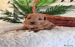 Caniche Toy perros en venta: CANICHE TOY - Imagen 17