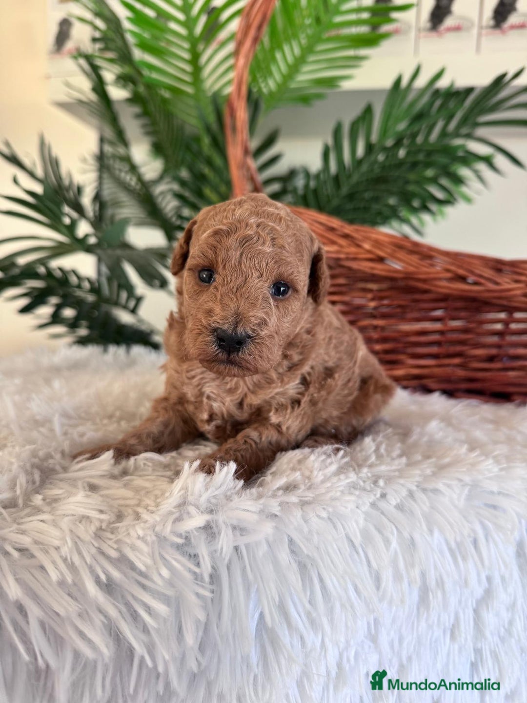 Caniche Toy perros en venta: CANICHE TOY - Imagen 17