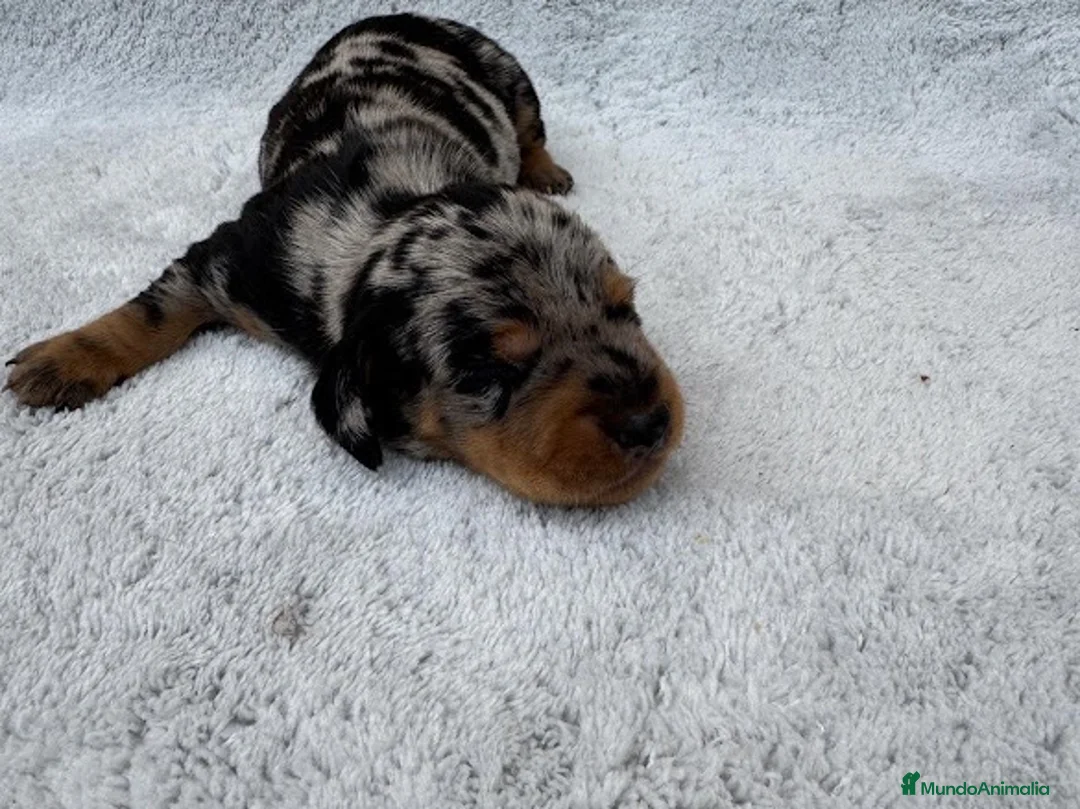 Teckel Miniatura perros en venta: Teckel - Anuncio 9