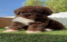 Perro de Agua Español perros en venta: PERRO DE AGUA HEMBRA - Imagen 15