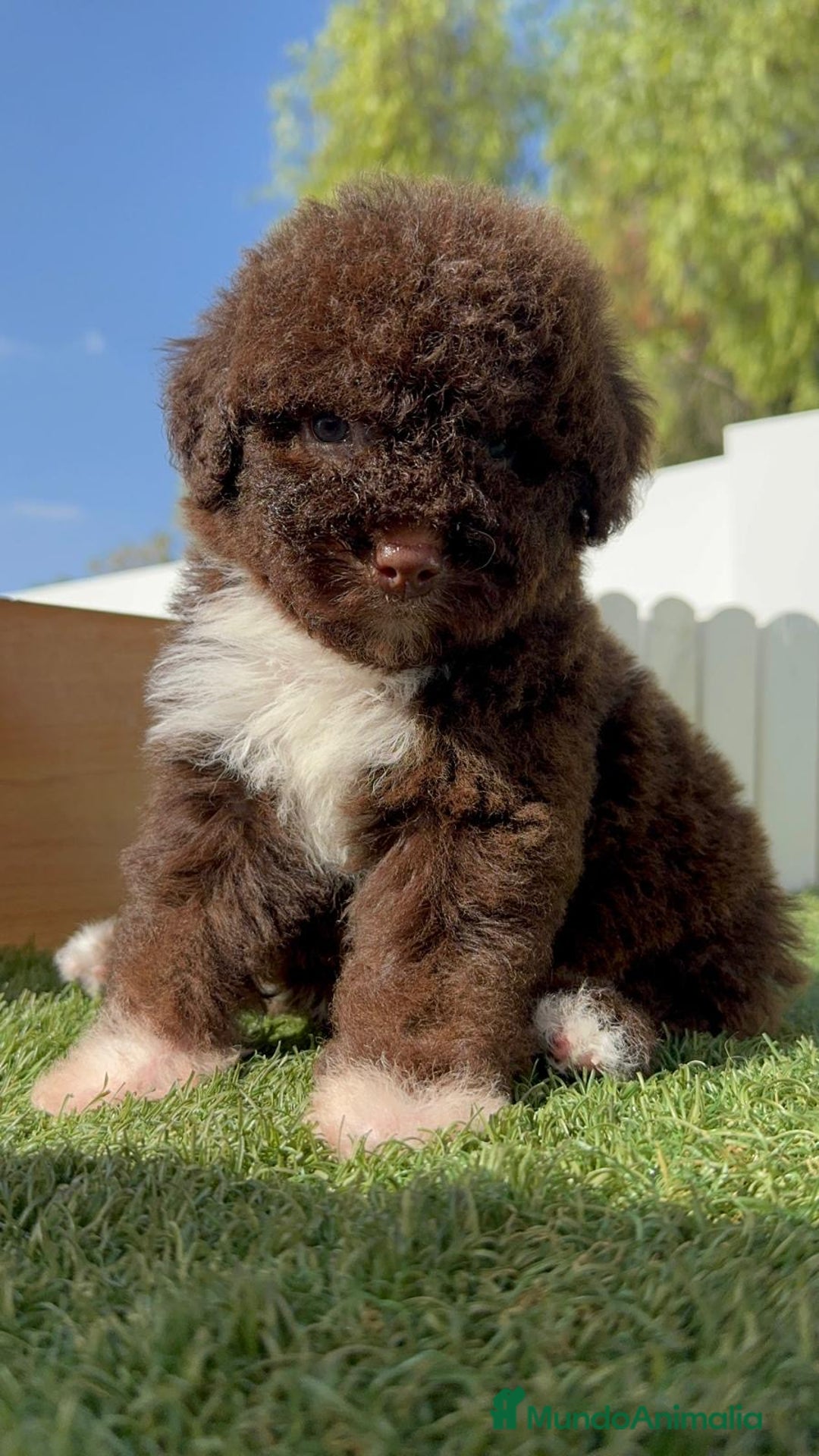 Perro de Agua Español perros en venta: PERRO DE AGUA HEMBRA - Imagen 15