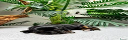 Cocker Spaniel Inglés perros en venta: COCKER SPANIEL INGLES  - Anuncio 14