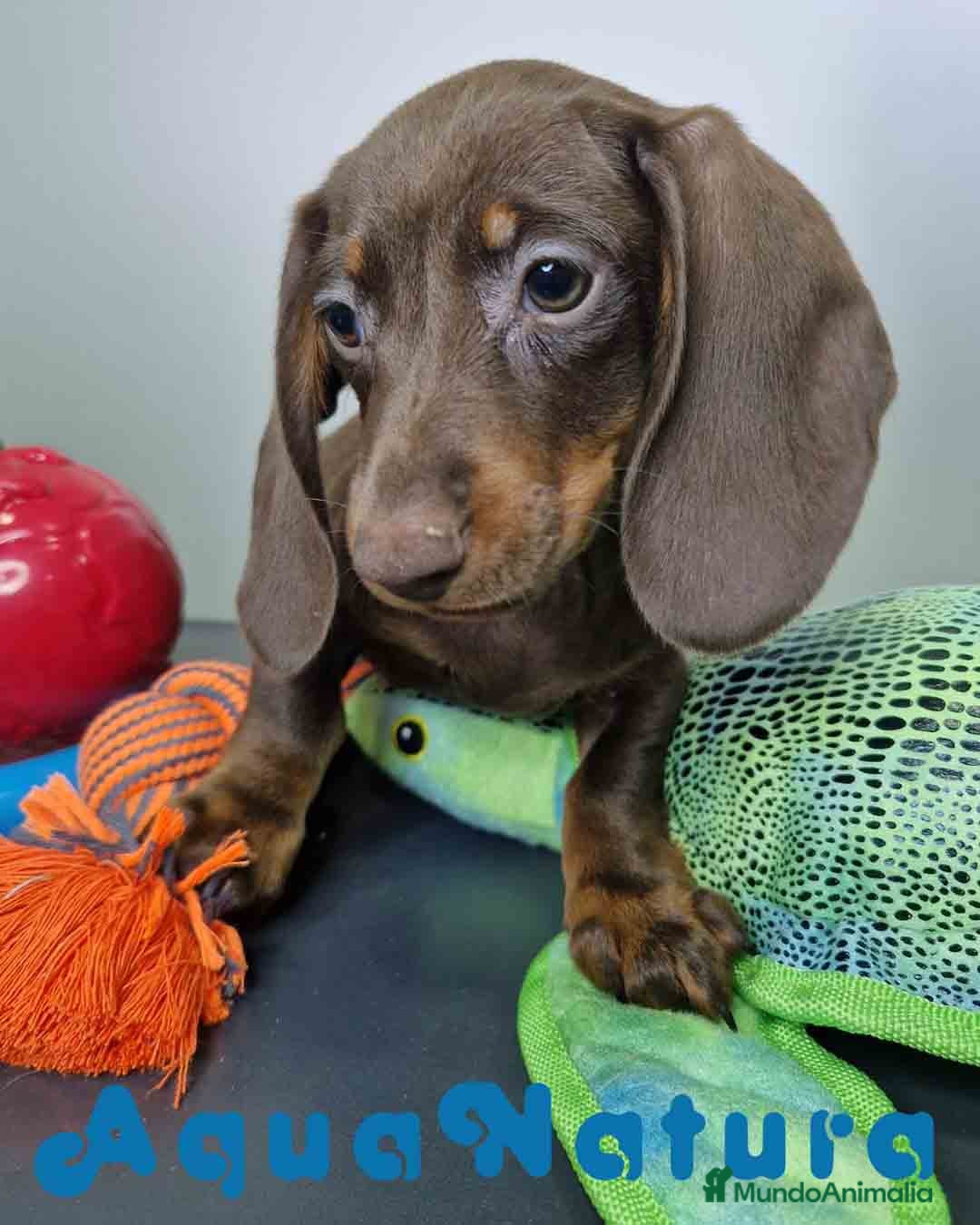 Teckel Miniatura perros en venta: Teckel Macho DCD 1574 AQUANATURA - Imagen 3