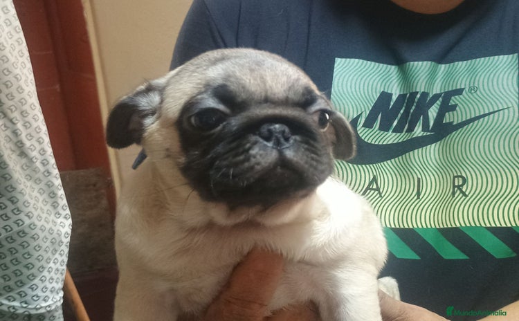 Carlino - Pug perros - Anuncio 1