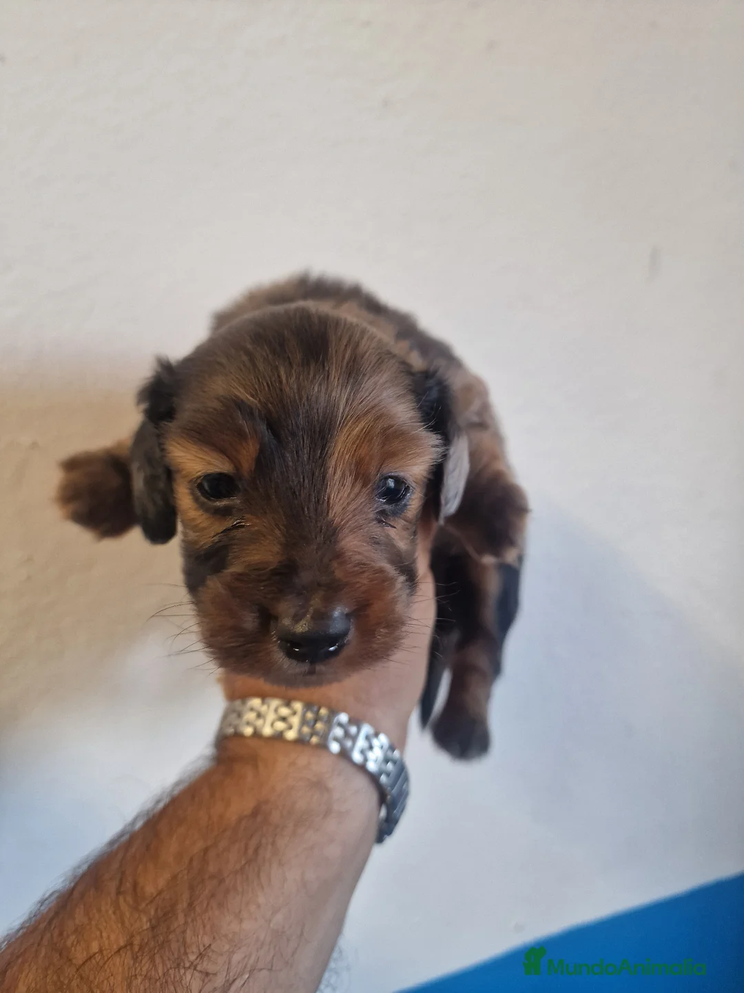 Teckel Miniatura perros en venta: Teckel pelo largo - Anuncio 2