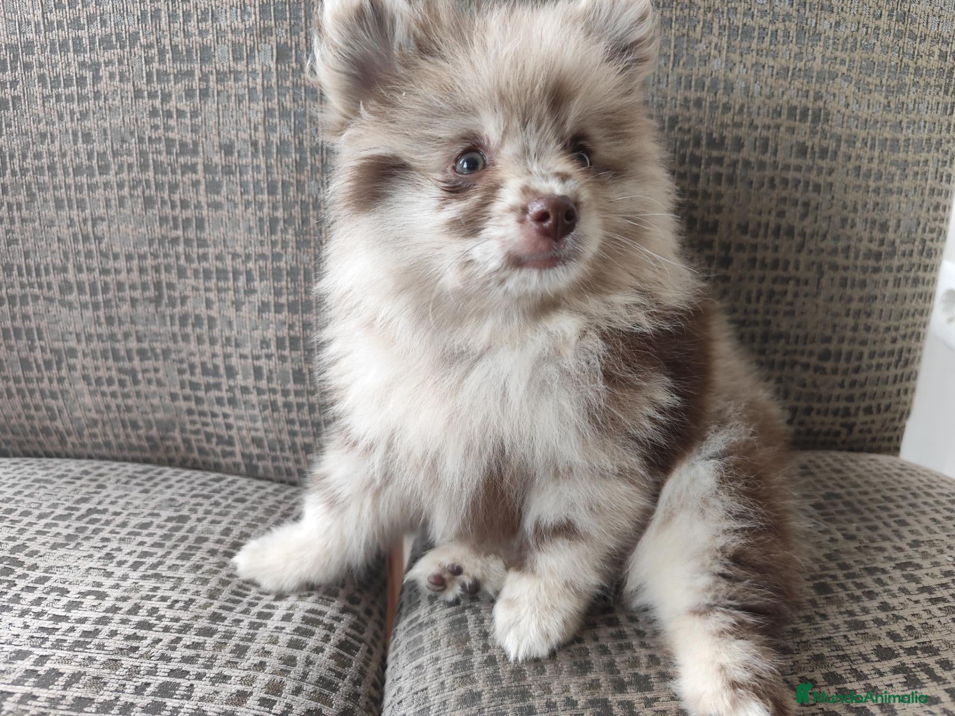 Spitz mediano - Mittelspitz perros en venta: Spitz pequeño  - Anuncio 36