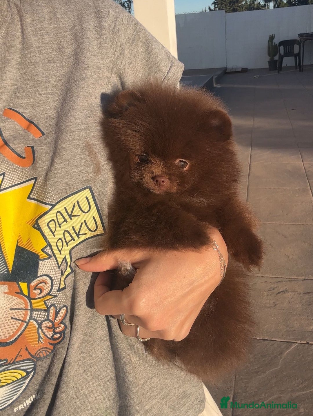 Pomerania perros en venta: Camadas de Pomerania - Anuncio 3