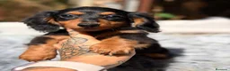 Teckel Miniatura perros en venta: Teckel disponibles💙🐾 - Anuncio 15