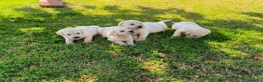 Labrador Retriever 3