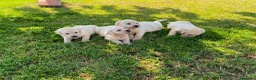 Labrador Retriever perros en venta: Labrador Retrieve - Anuncio 5